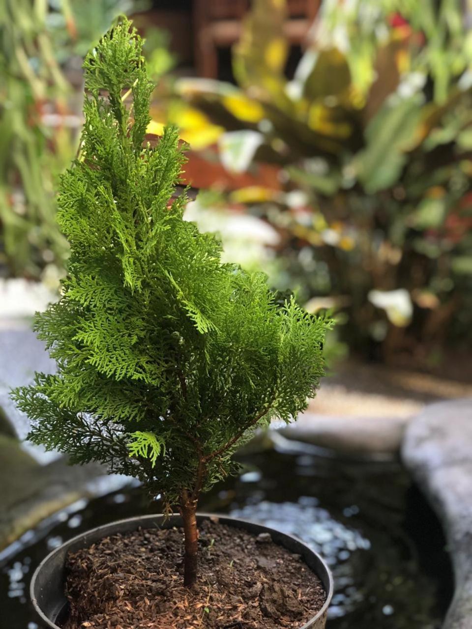 Depa House Otel Ubud Dış mekan fotoğraf