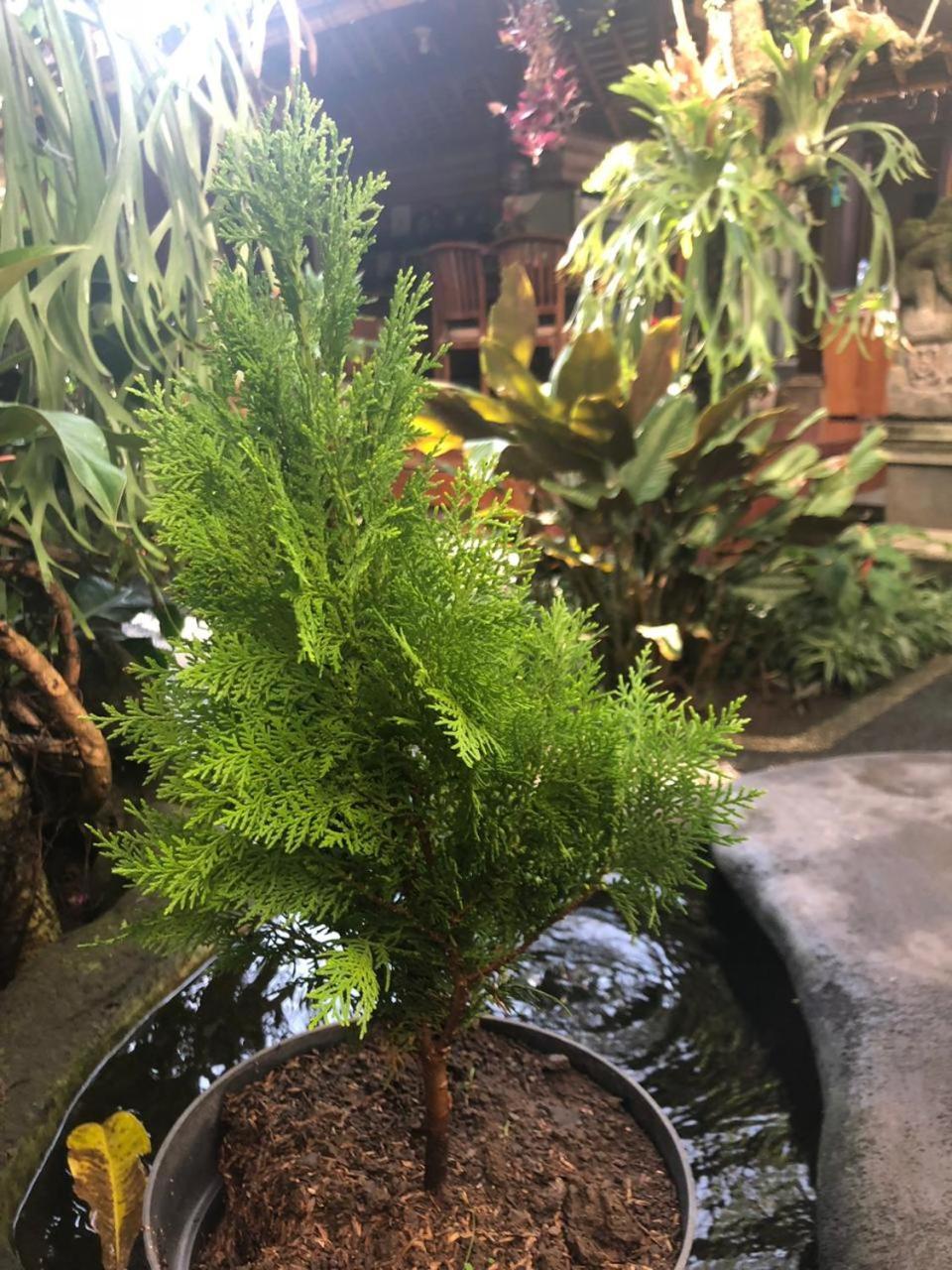 Depa House Otel Ubud Dış mekan fotoğraf